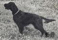 Setter Gordon CAROL VON HELORY Setter Gordon CAROL VON HELORY